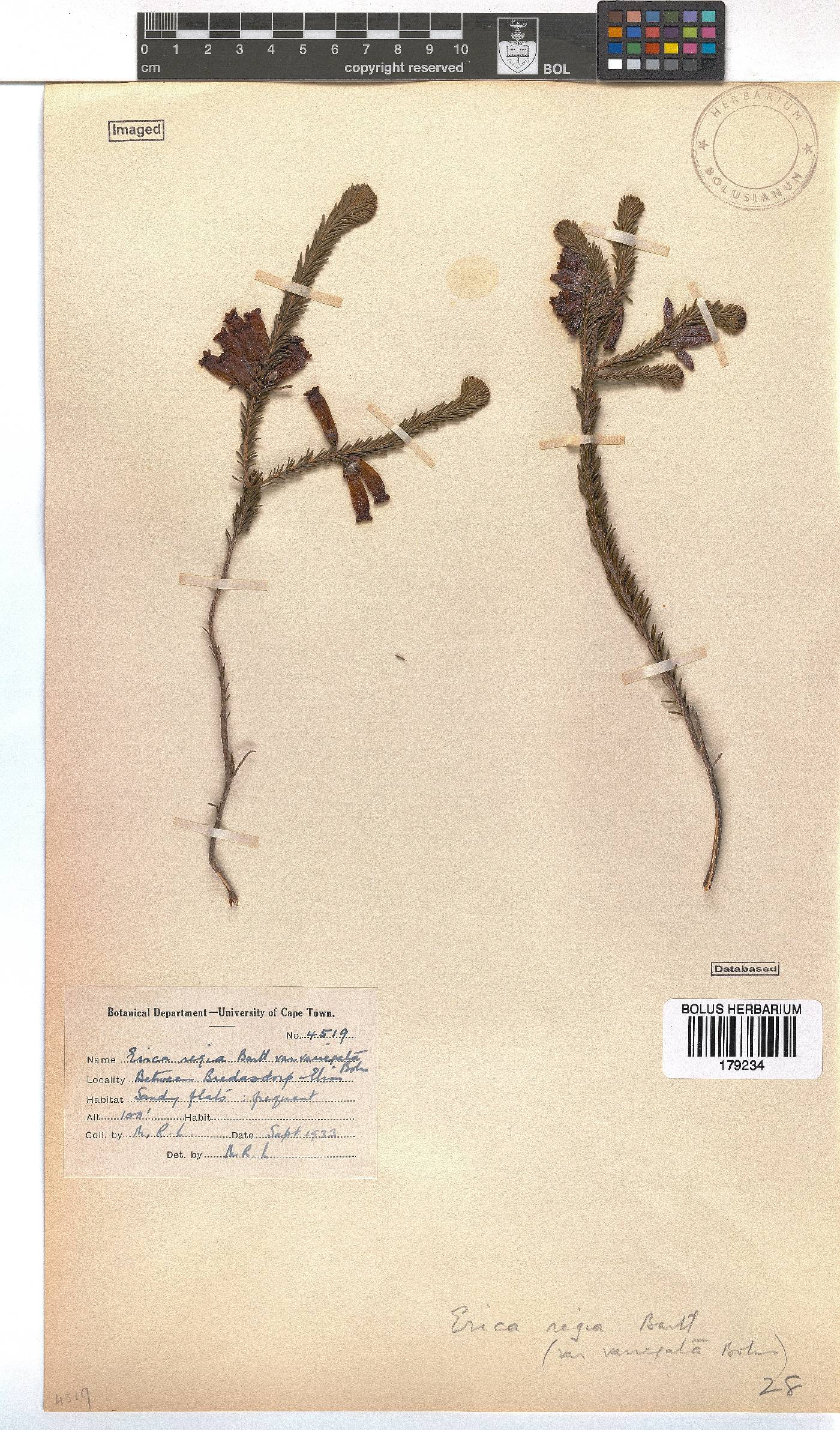 Erica regia subsp. regia image