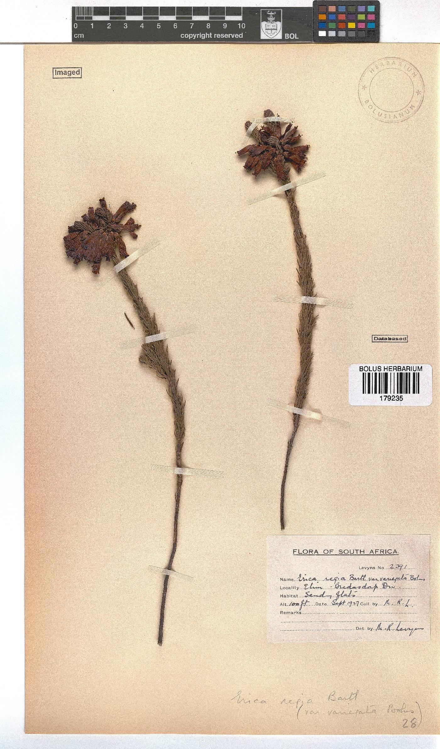 Erica regia subsp. regia image