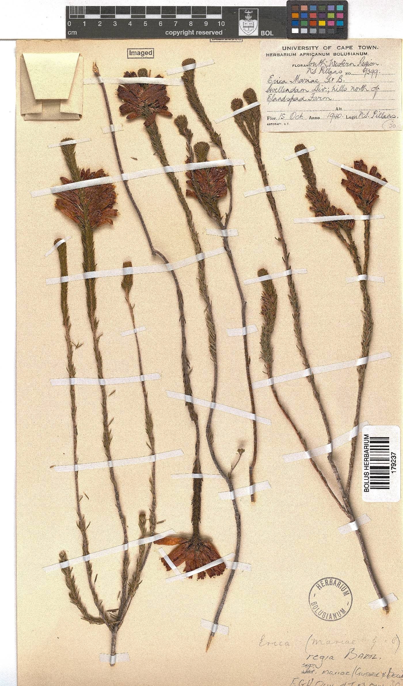 Erica regia subsp. mariae image