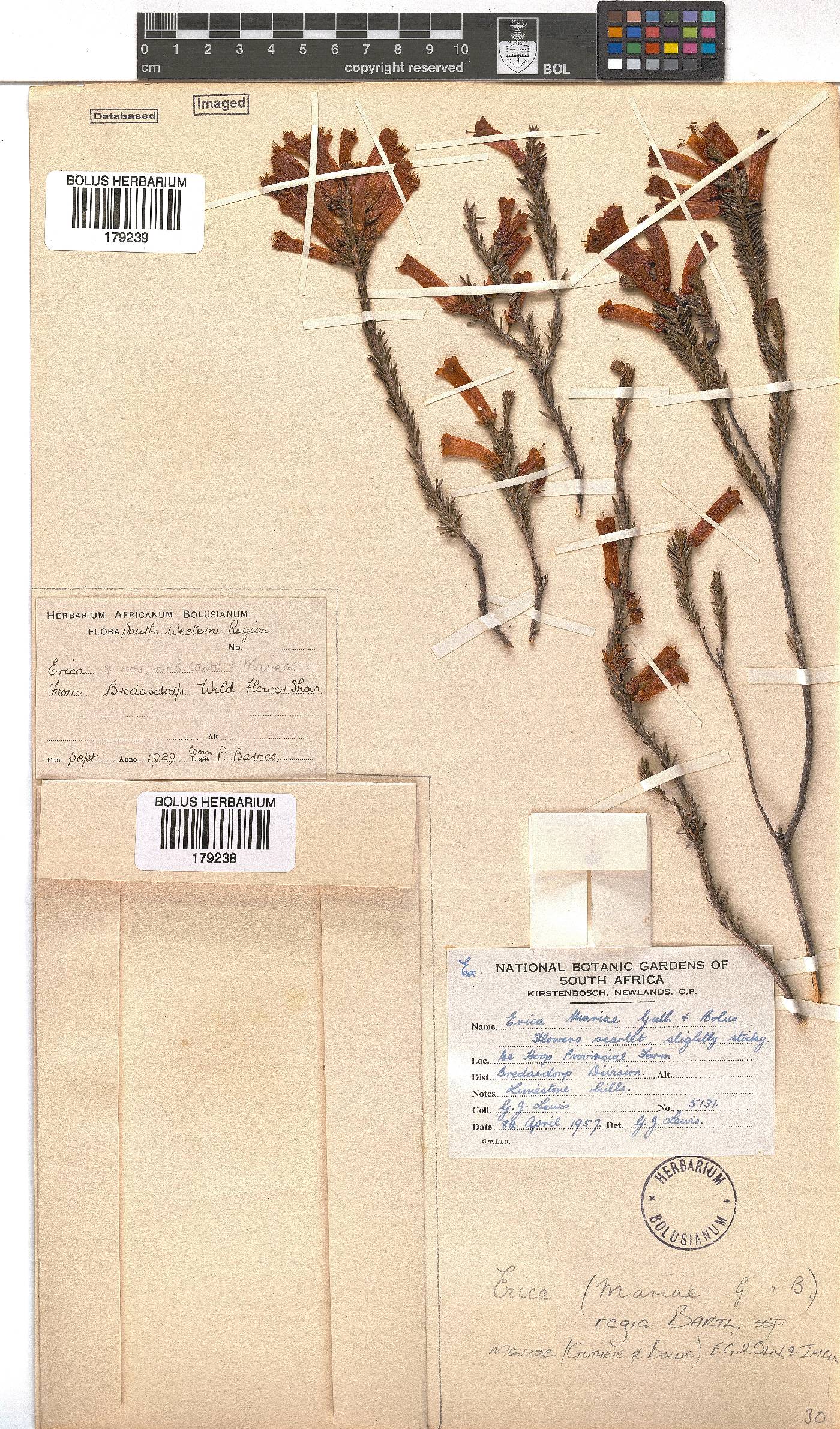 Erica regia subsp. mariae image