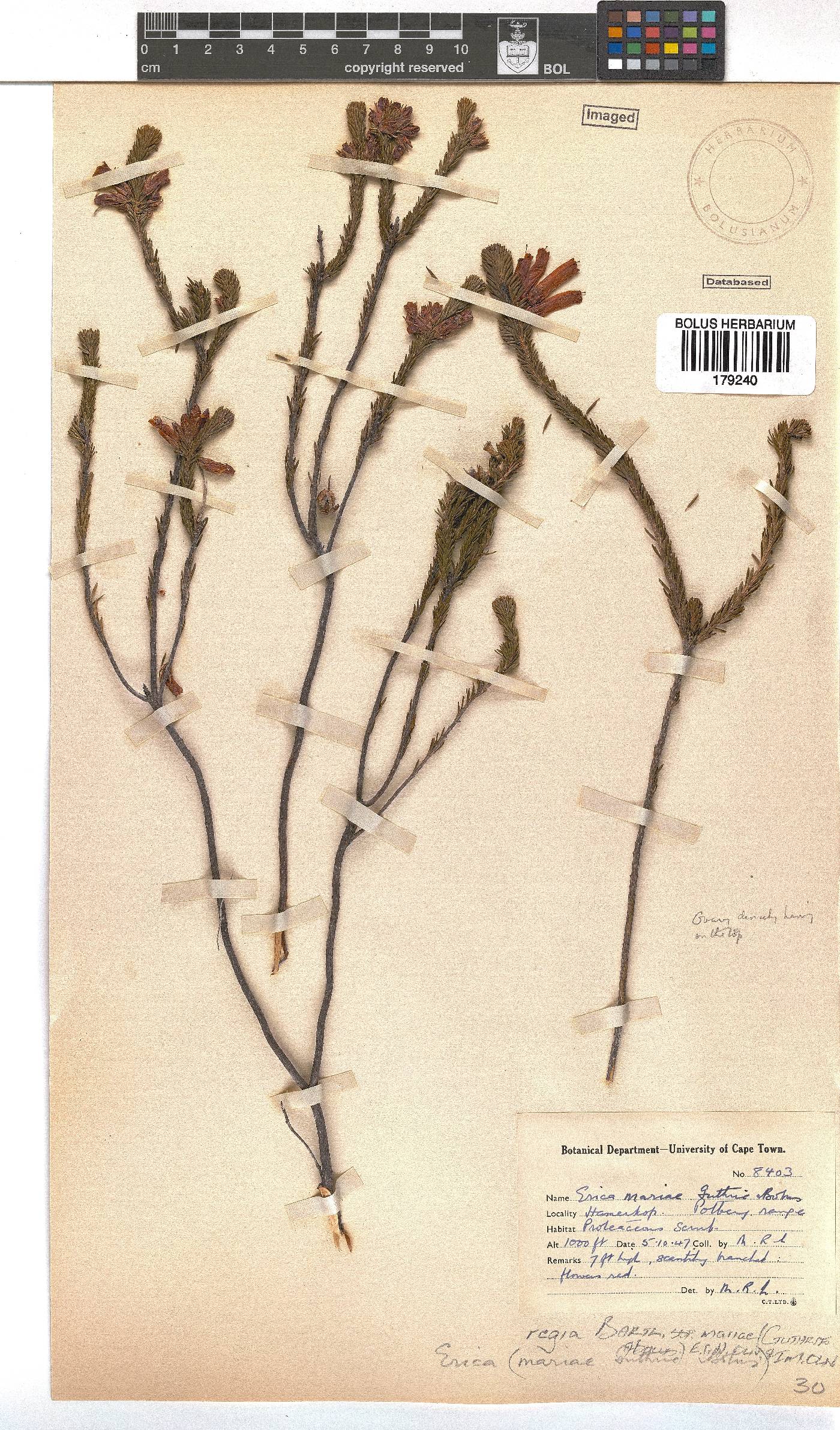 Erica regia subsp. mariae image