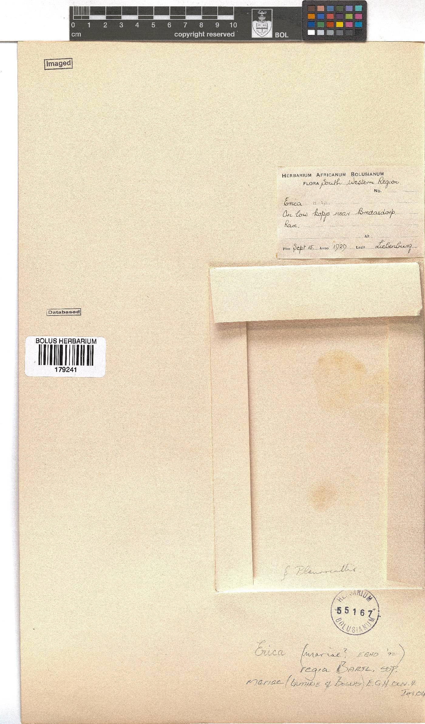 Erica regia subsp. mariae image