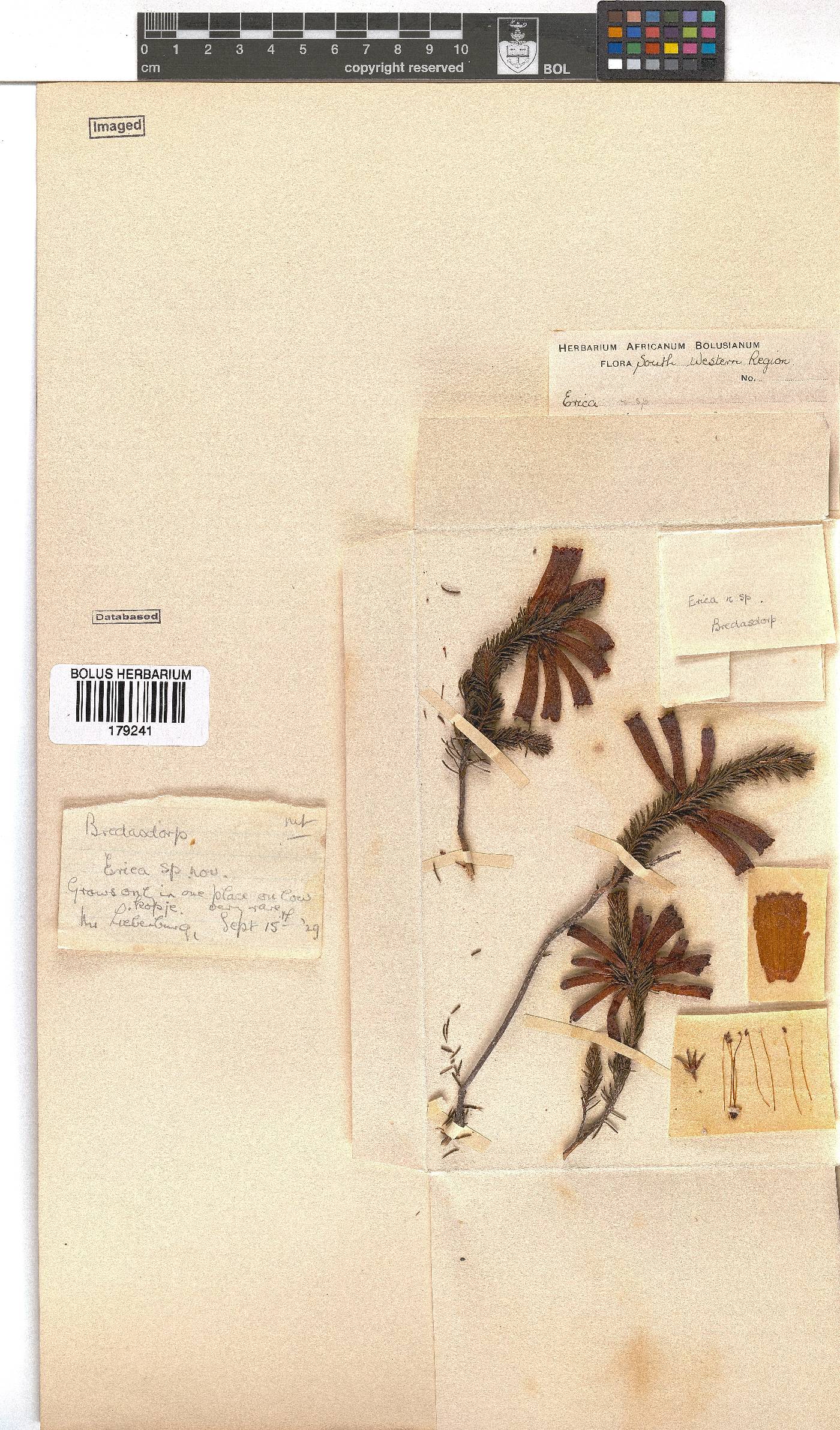 Erica regia subsp. mariae image