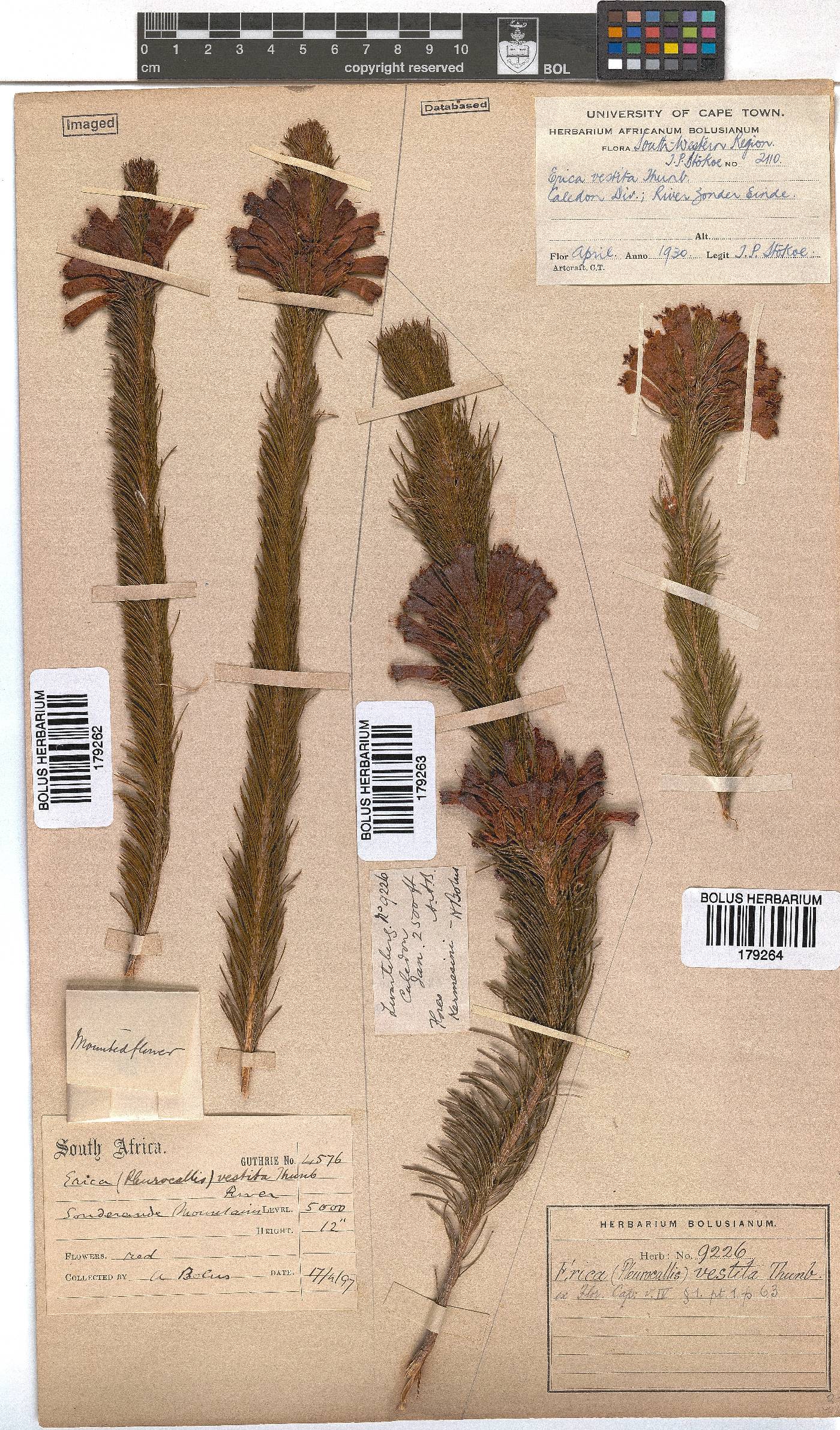 Erica vestita image