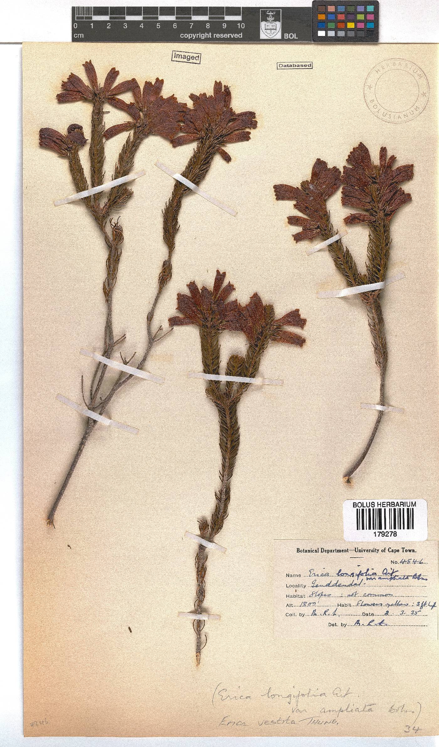 Erica vestita image