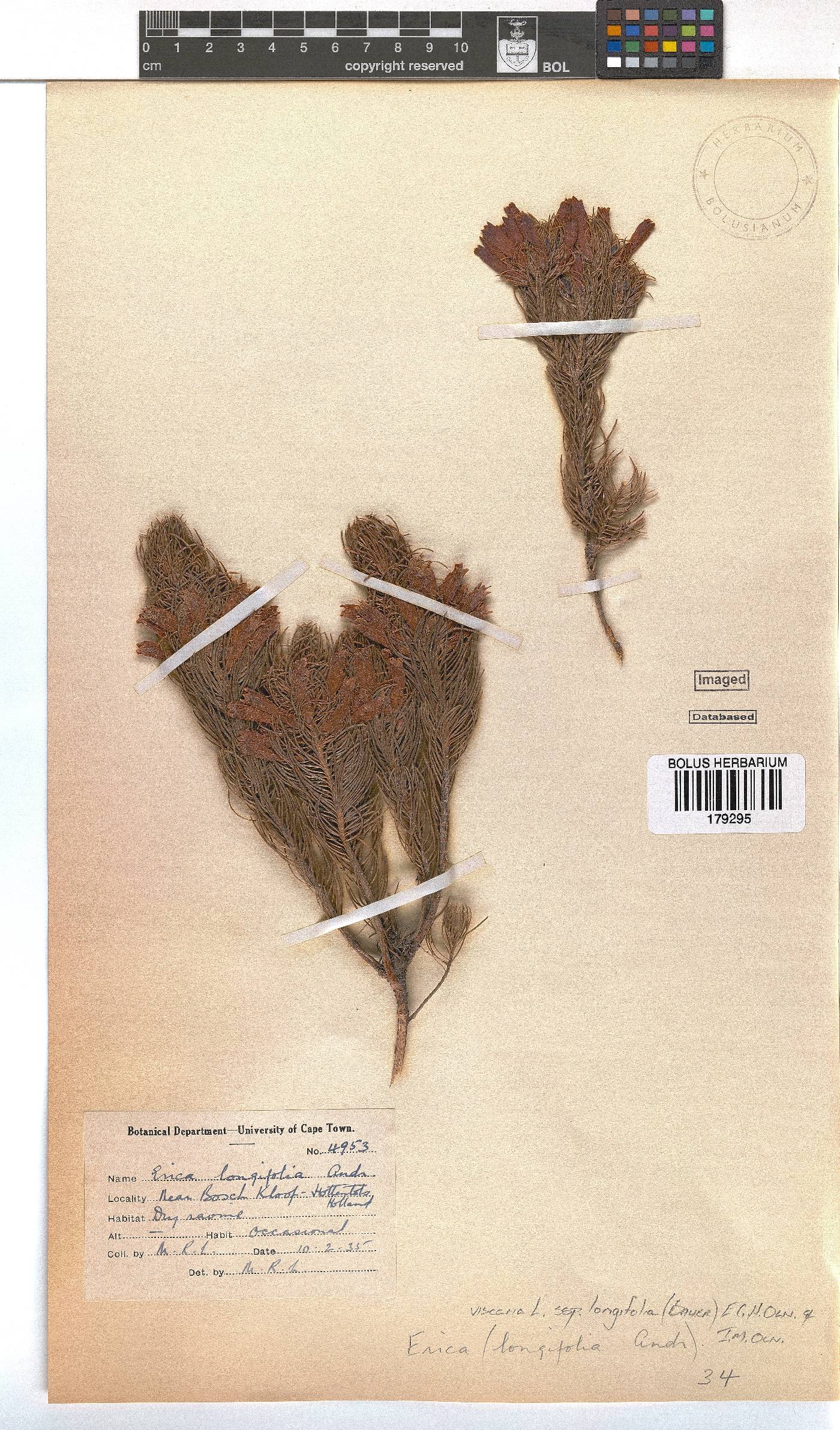 Erica viscaria image