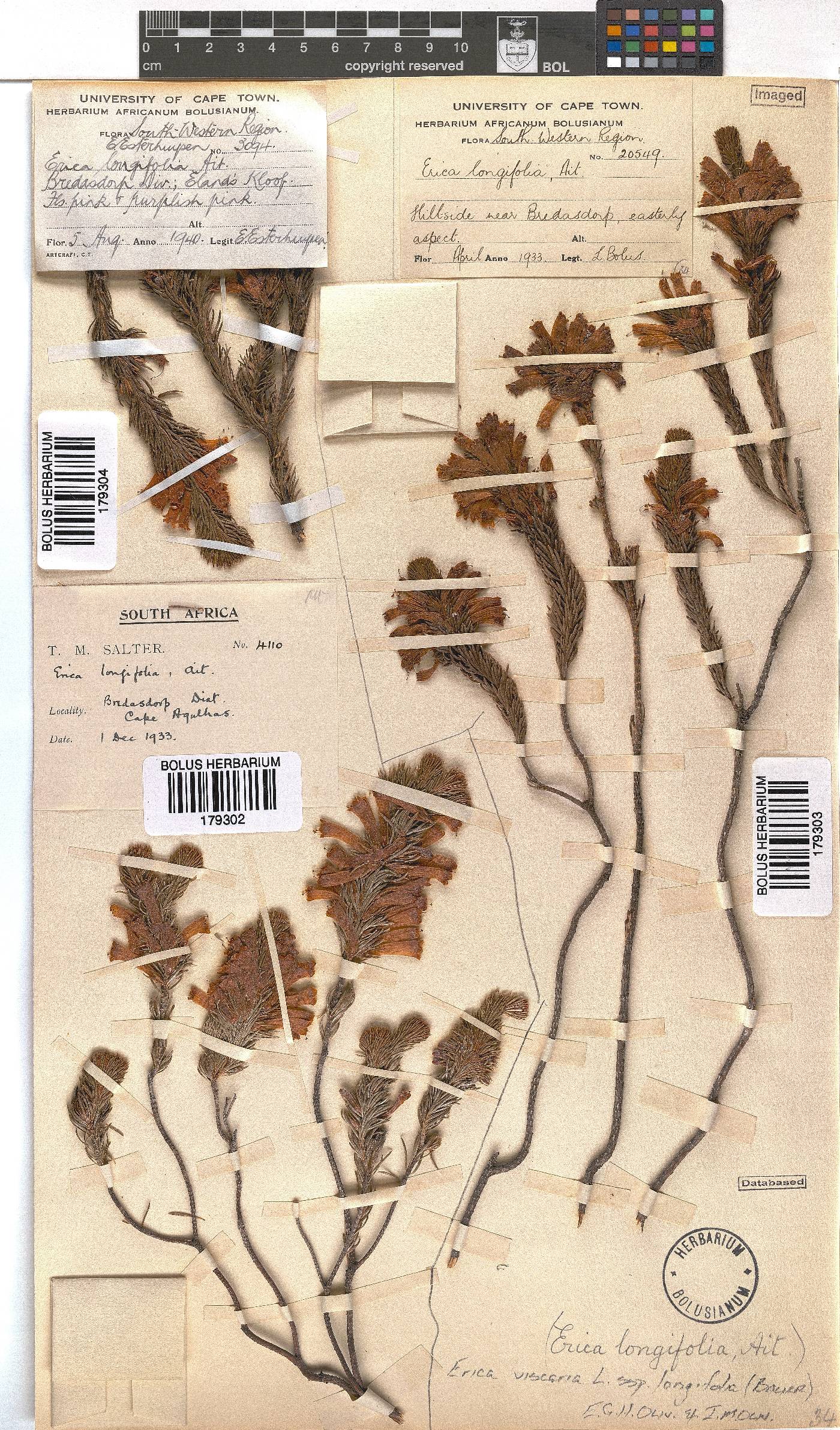 Erica viscaria subsp. longifolia image