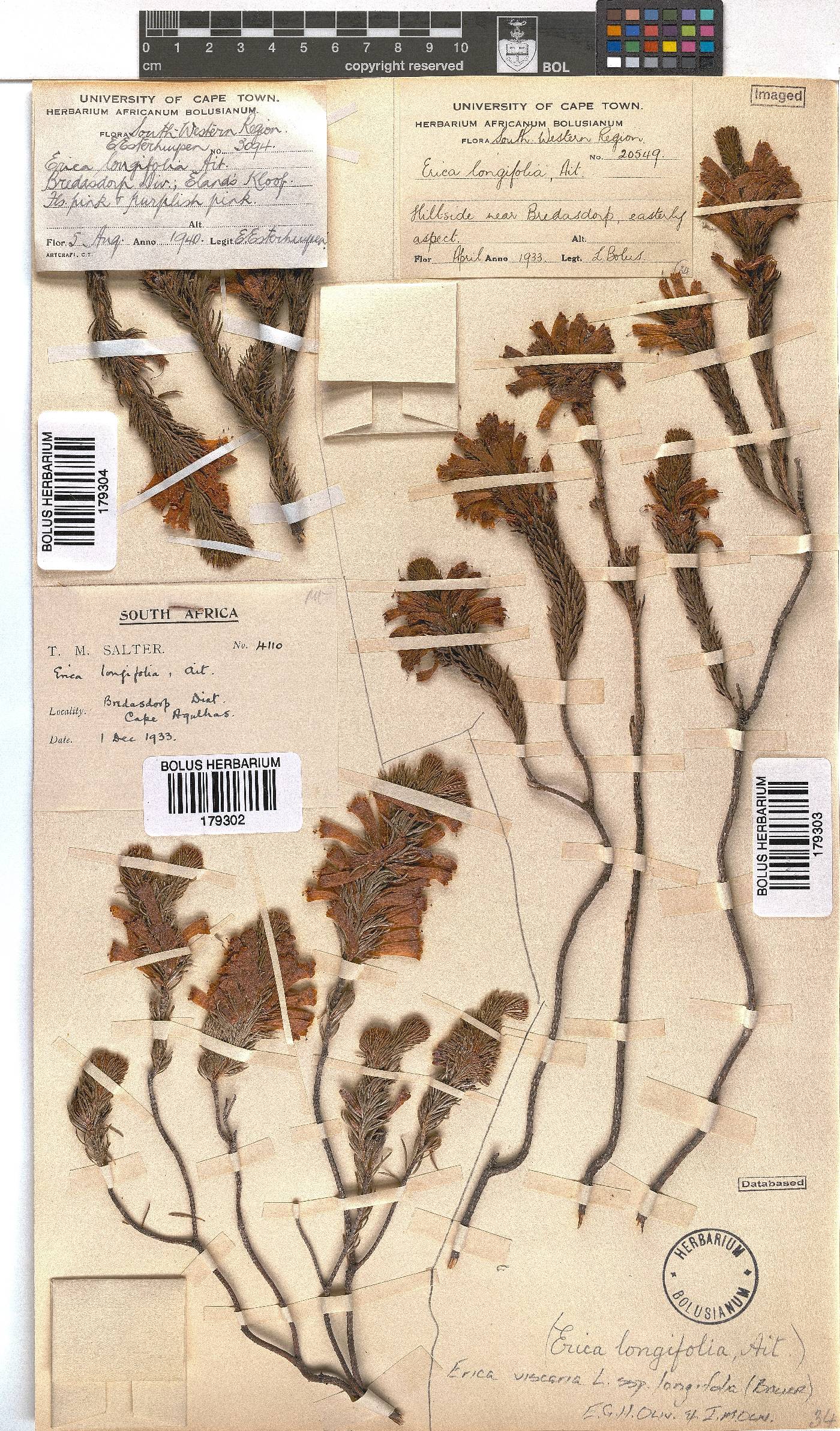 Erica viscaria subsp. longifolia image