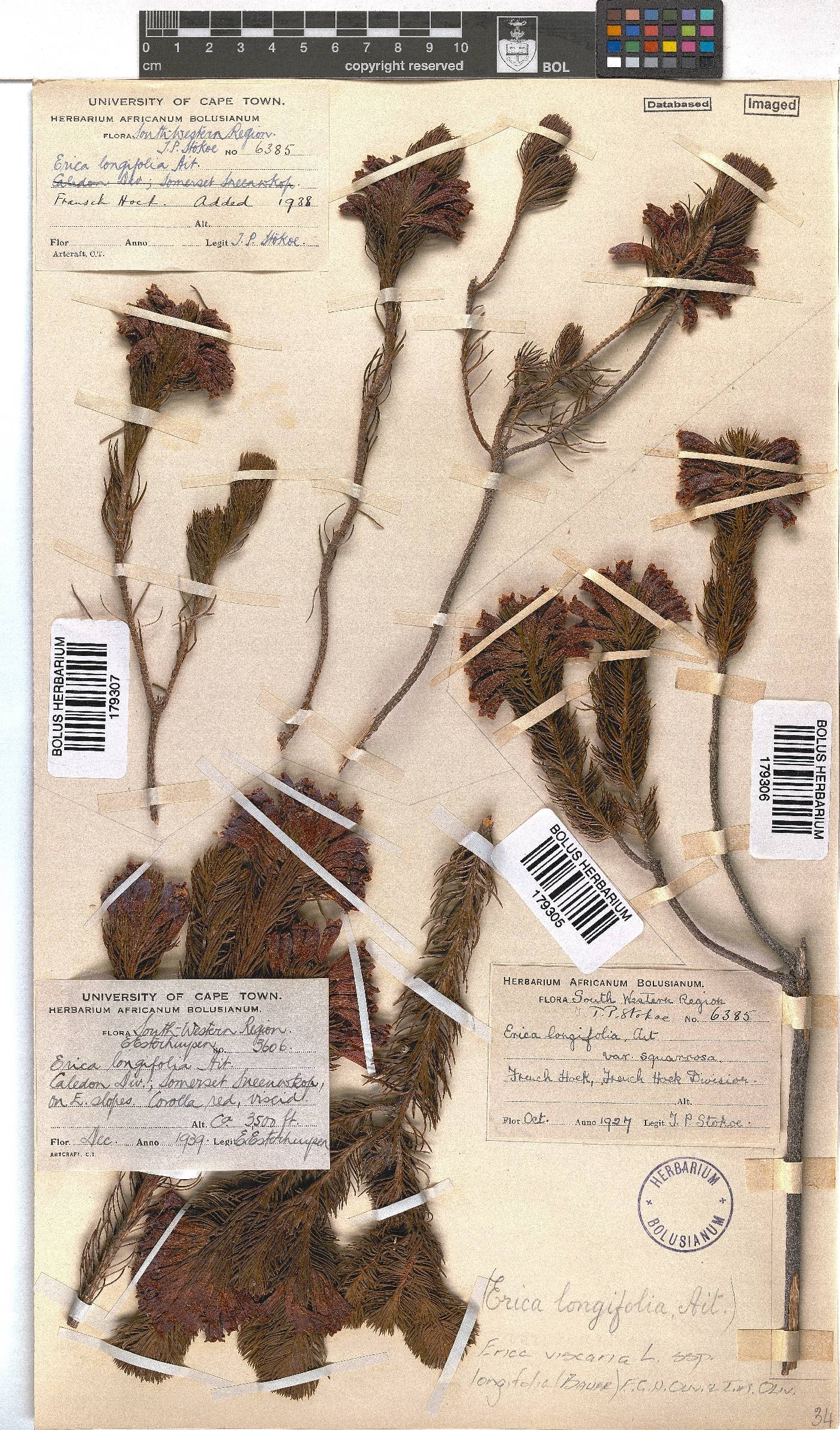 Erica viscaria subsp. longifolia image