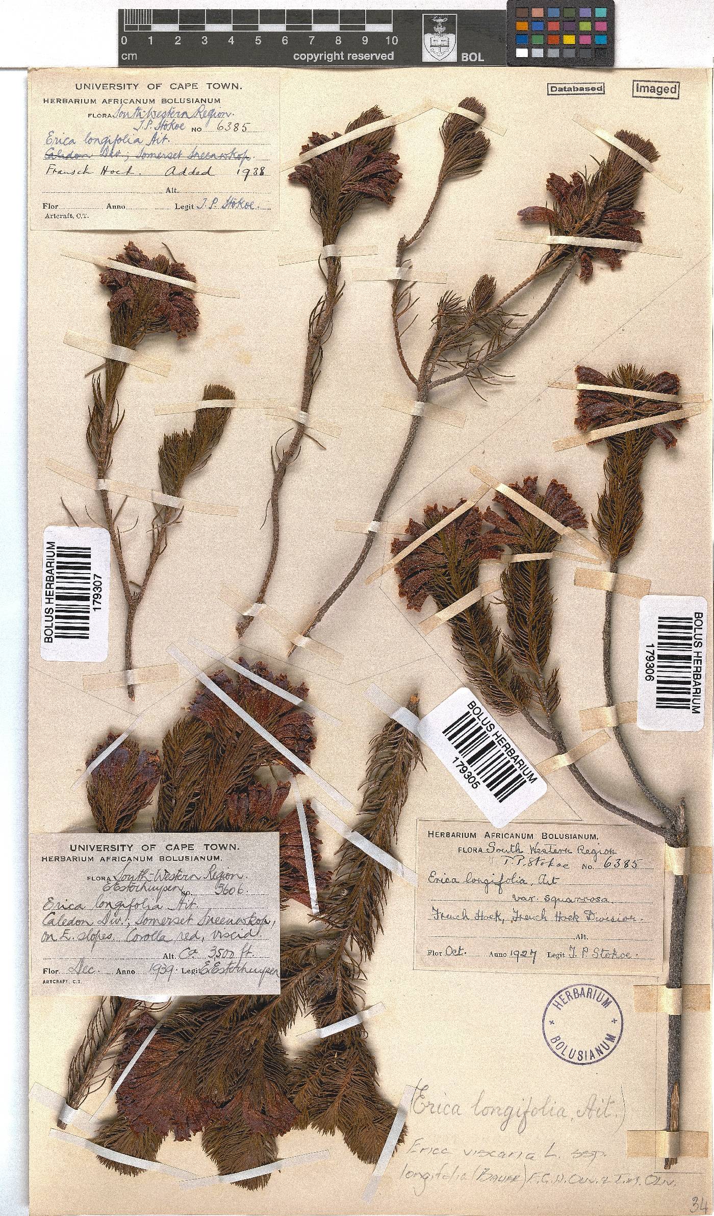 Erica viscaria subsp. longifolia image