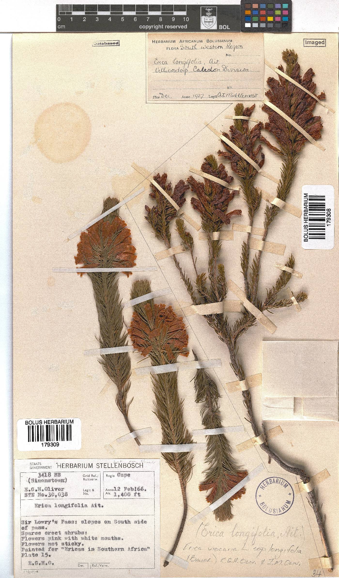 Erica viscaria subsp. longifolia image