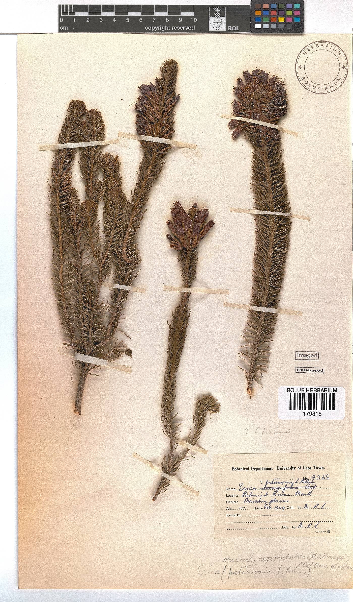Erica viscaria subsp. pustulata image