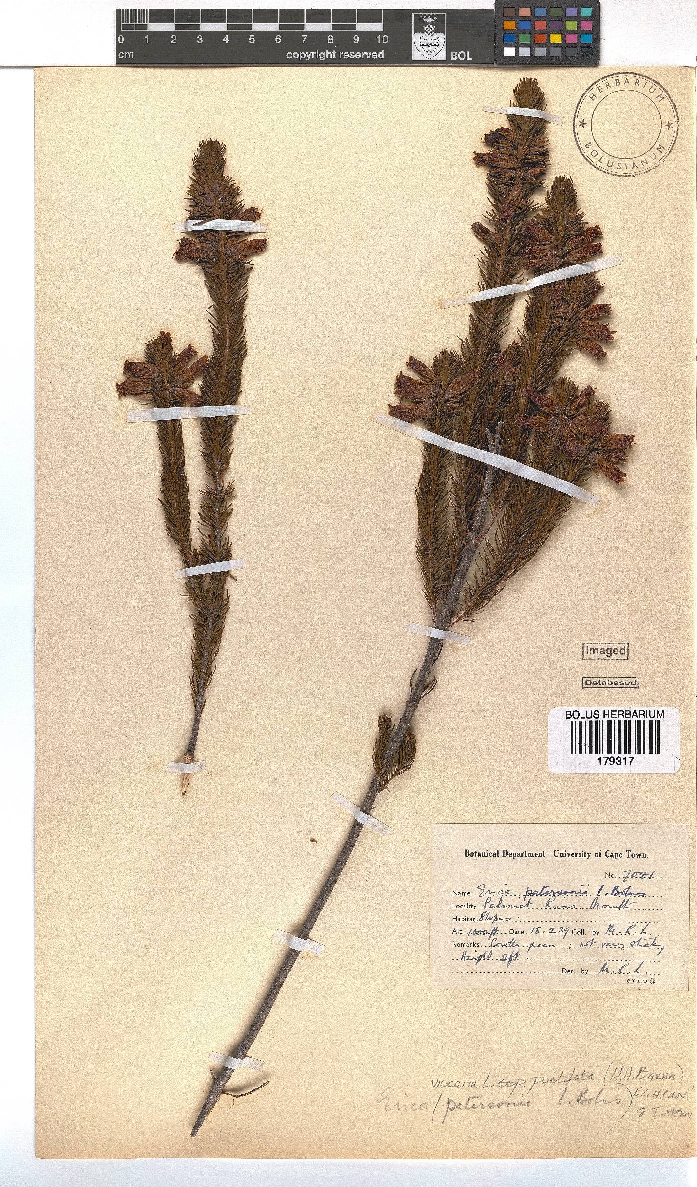 Erica viscaria subsp. pustulata image