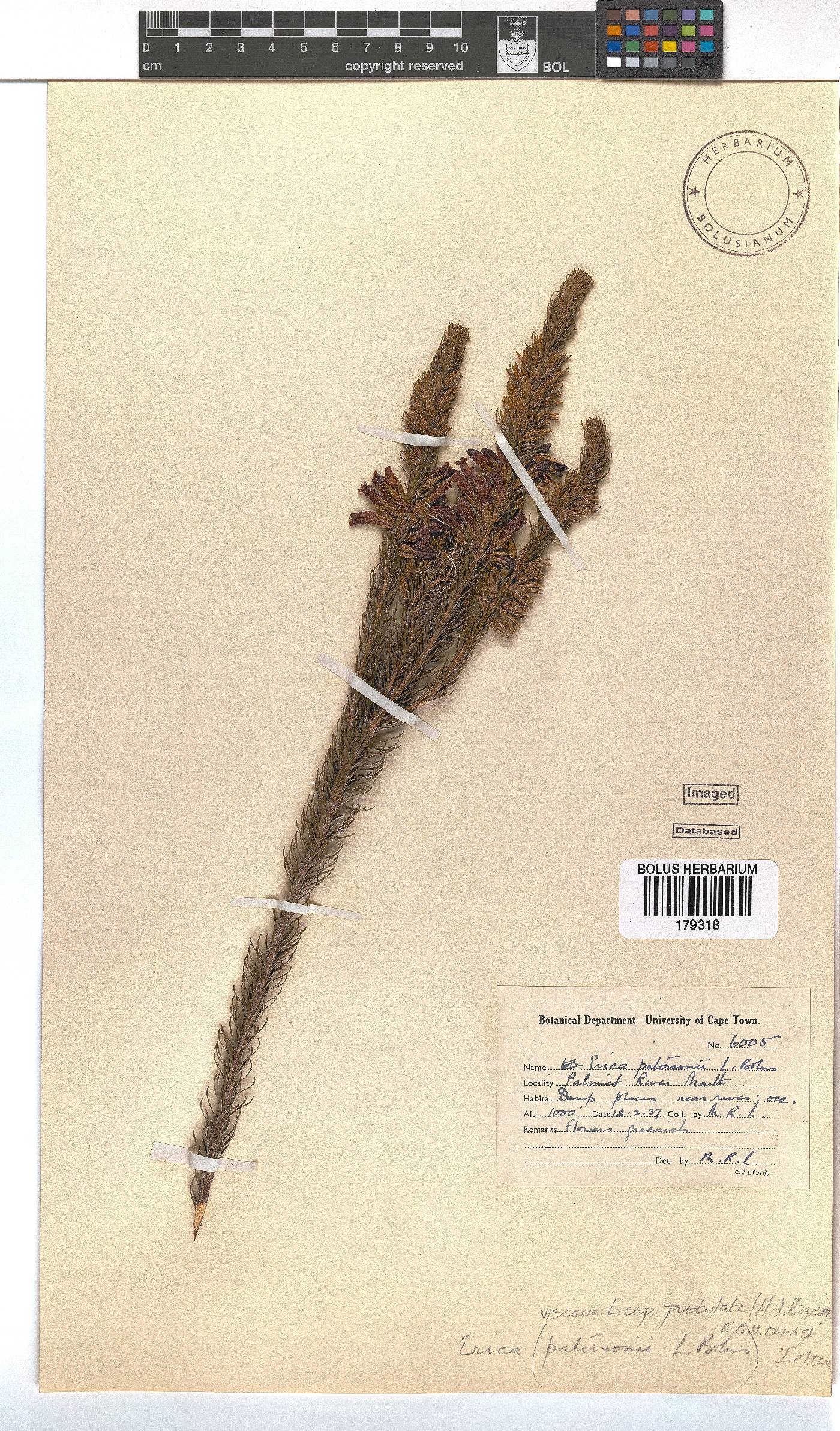 Erica viscaria subsp. pustulata image