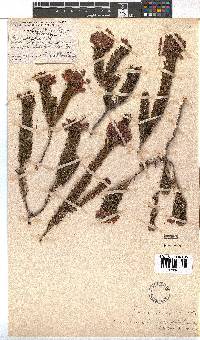 Erica viscaria subsp. longifolia image