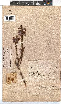 Erica viscaria subsp. longifolia image