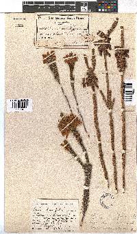 Erica viscaria subsp. longifolia image