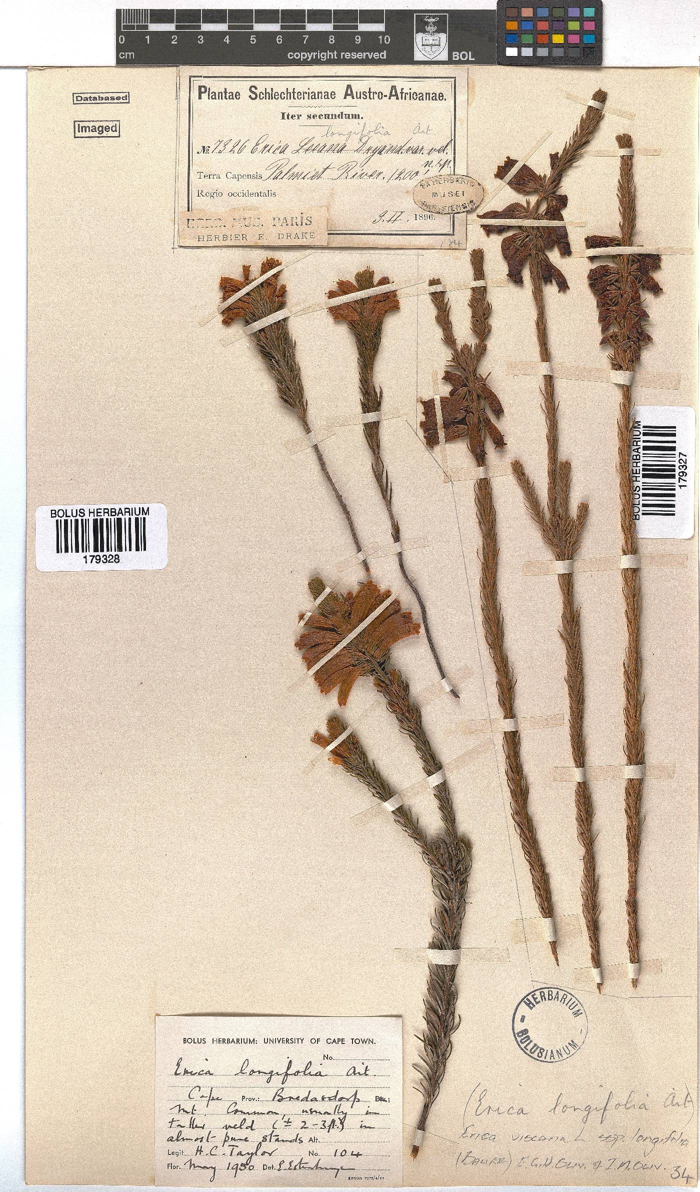 Erica viscaria subsp. longifolia image