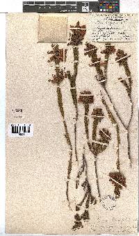 Erica viscaria subsp. longifolia image