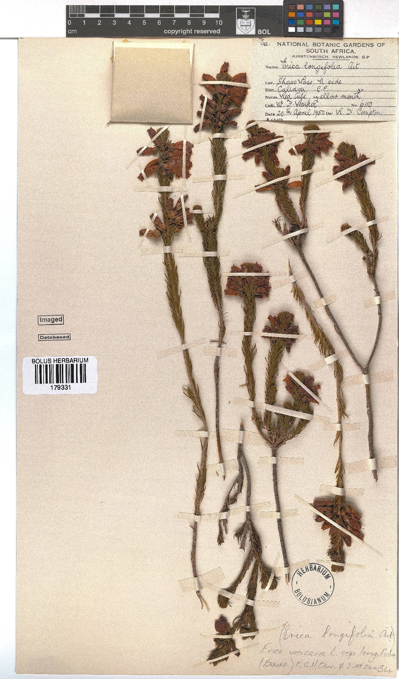 Erica viscaria subsp. longifolia image