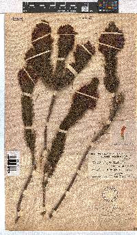 Erica viscaria subsp. longifolia image