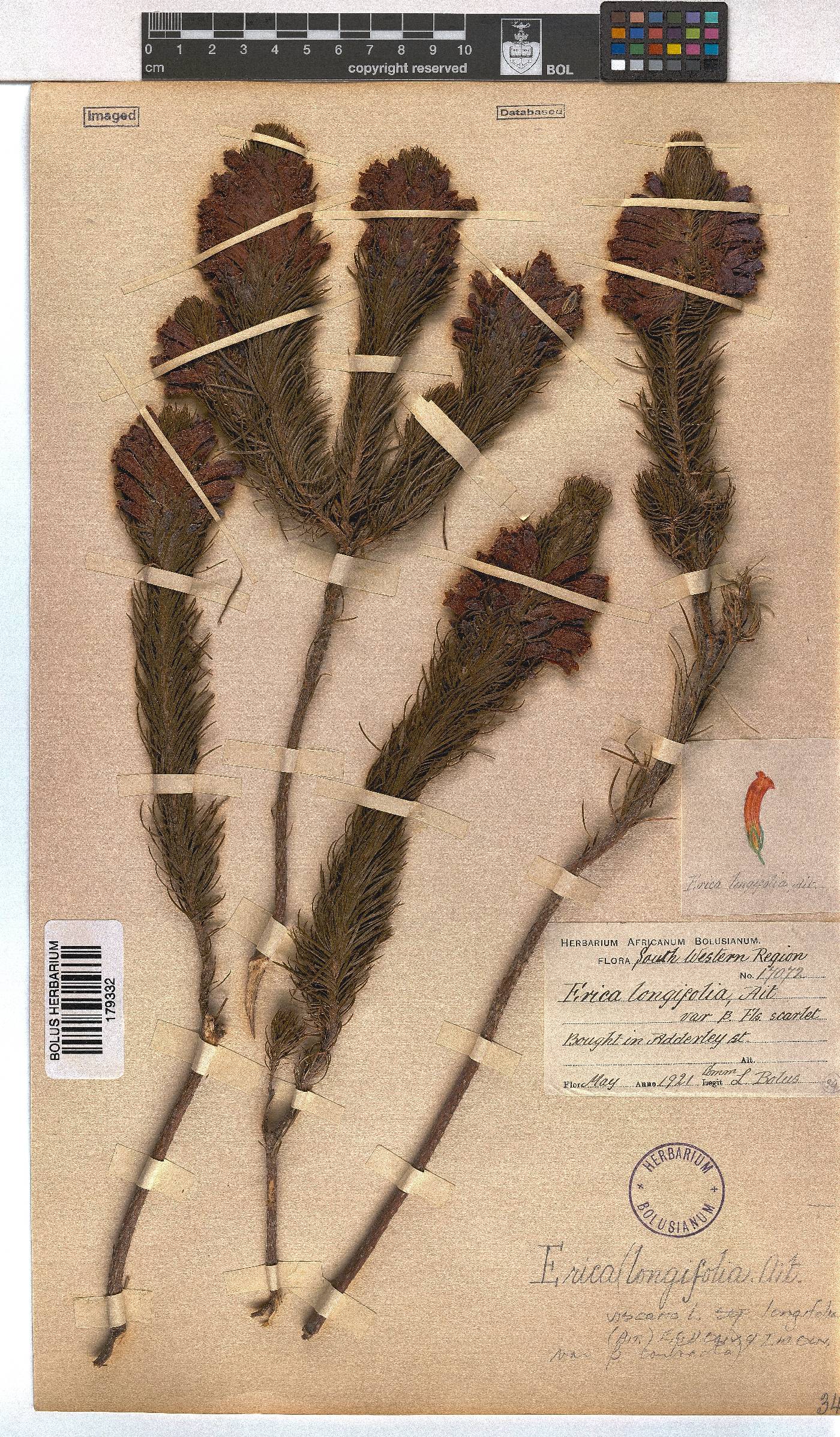 Erica viscaria subsp. longifolia image