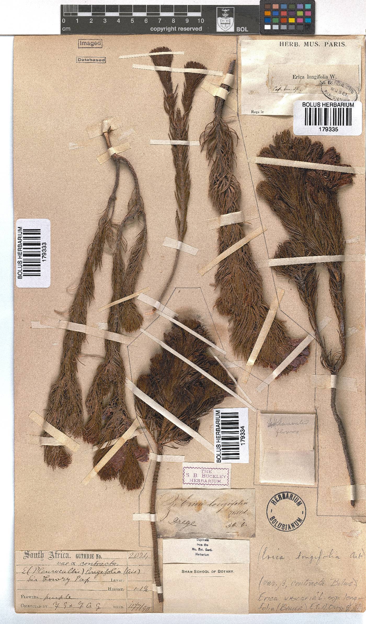 Erica viscaria subsp. longifolia image