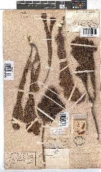 Erica viscaria subsp. longifolia image