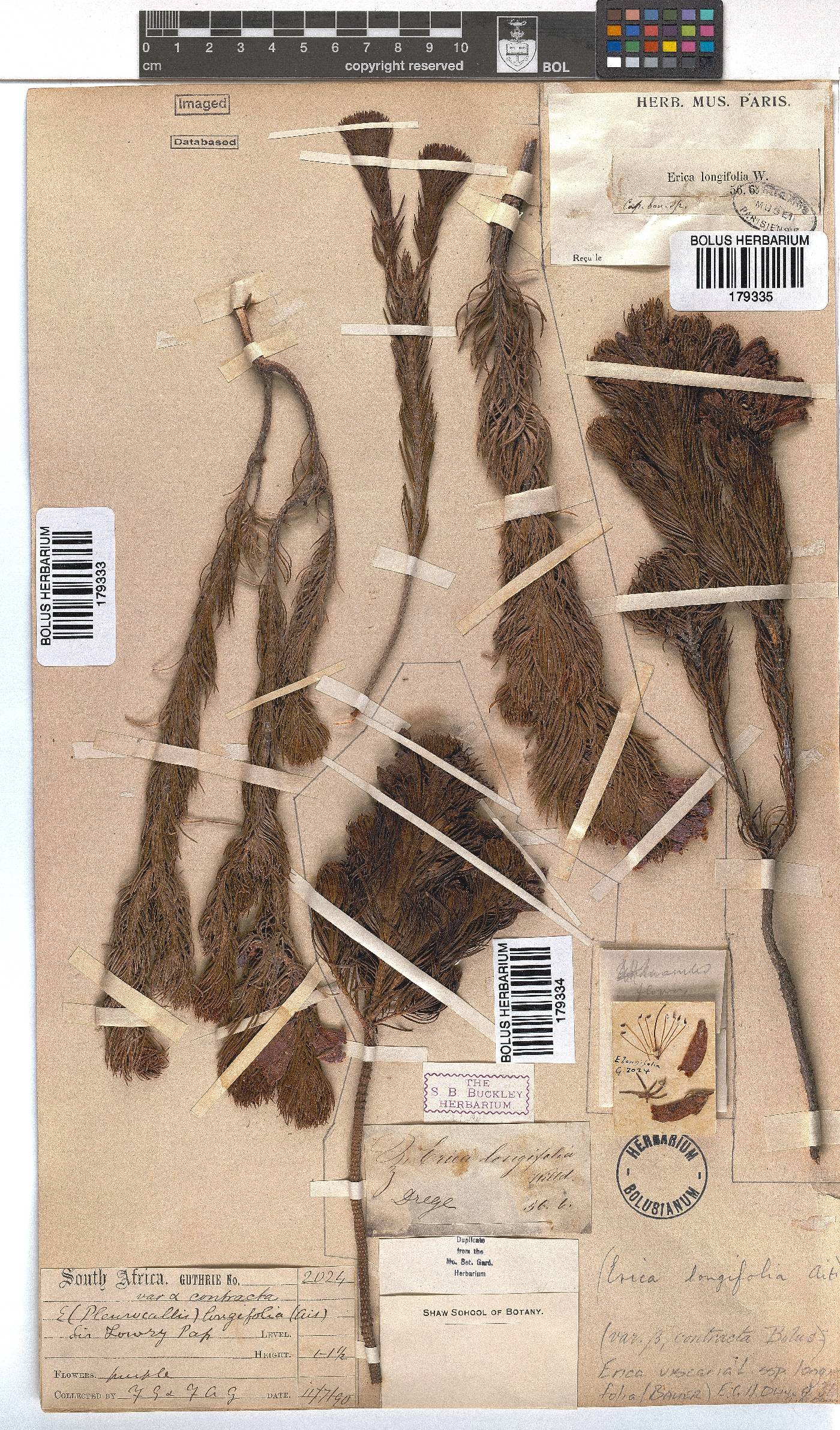 Erica viscaria subsp. longifolia image