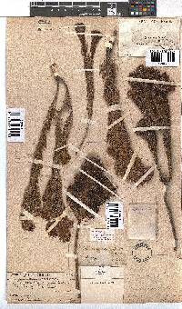 Erica viscaria subsp. longifolia image