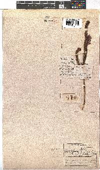 Erica viscaria subsp. longifolia image