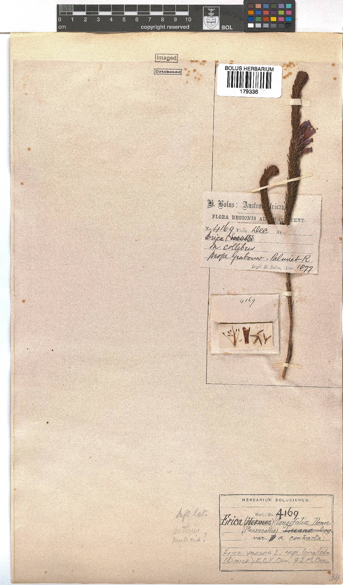 Erica viscaria subsp. longifolia image