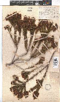 Erica viscaria subsp. gallorum image