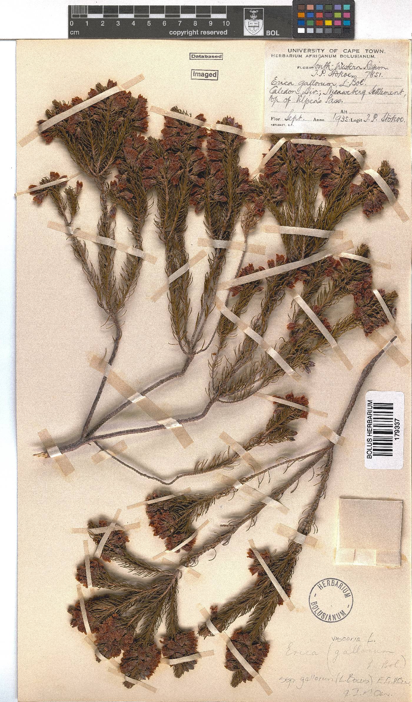 Erica viscaria subsp. gallorum image