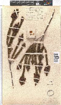 Erica viscaria subsp. gallorum image