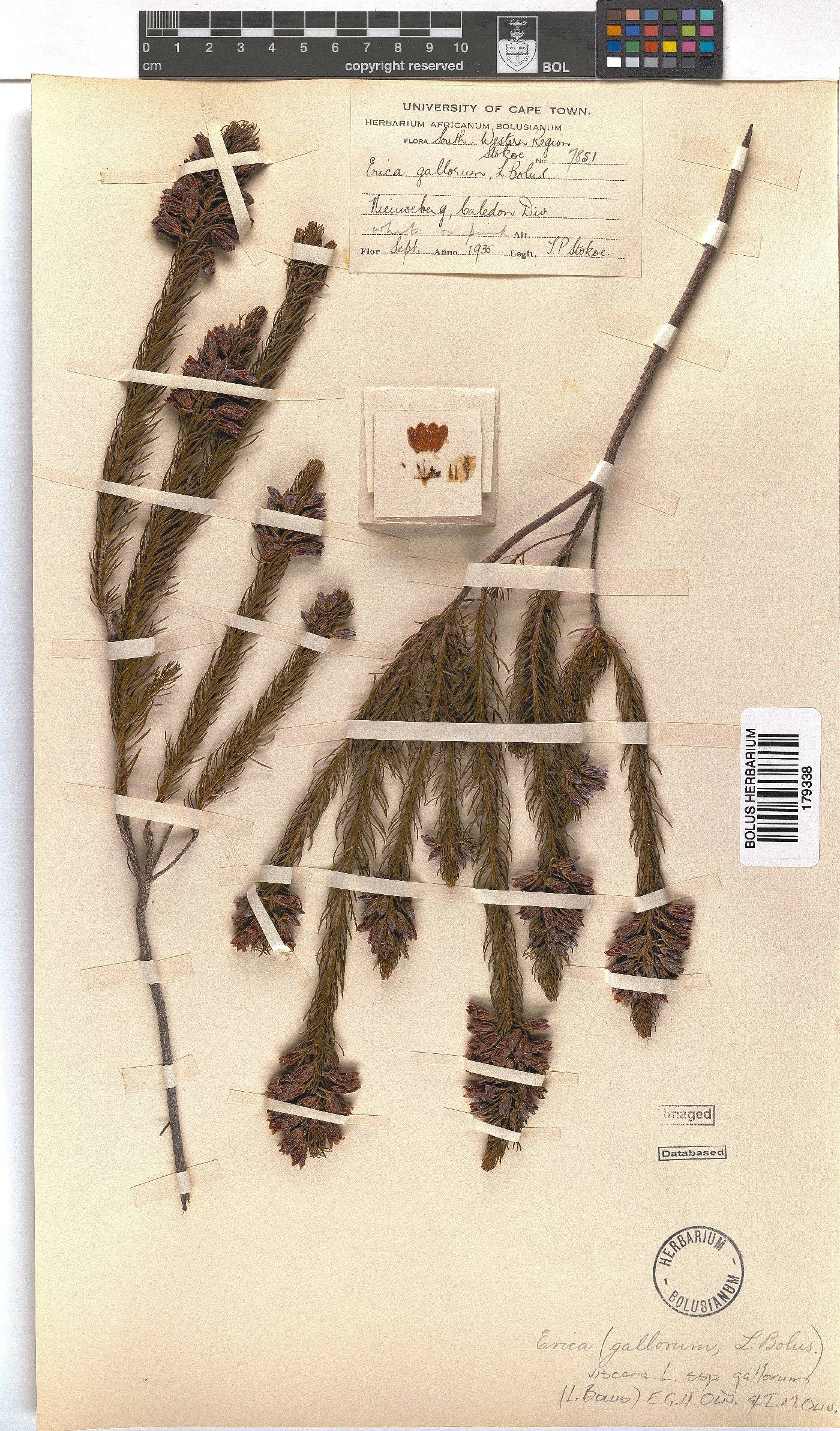 Erica viscaria subsp. gallorum image