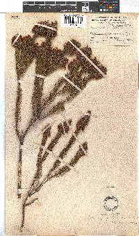 Erica viscaria subsp. gallorum image