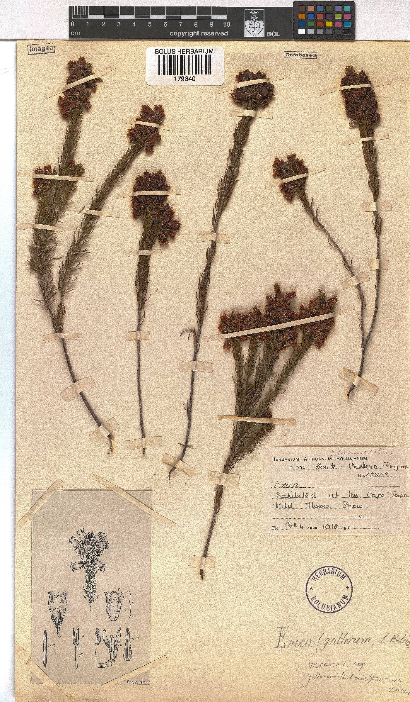 Erica viscaria subsp. gallorum image