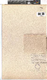 Erica viscaria subsp. gallorum image