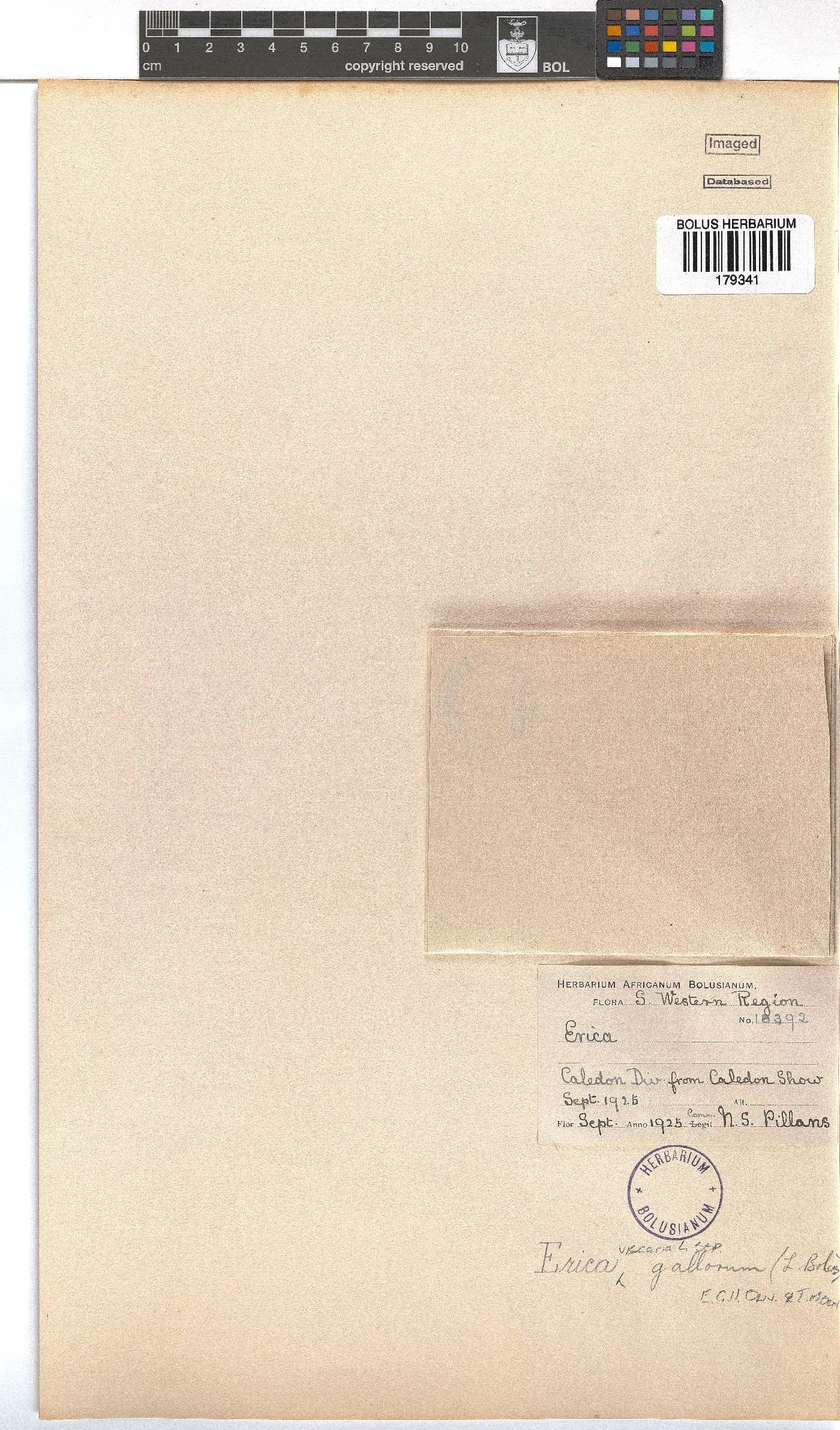 Erica viscaria subsp. gallorum image