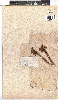 Erica viscaria subsp. gallorum image