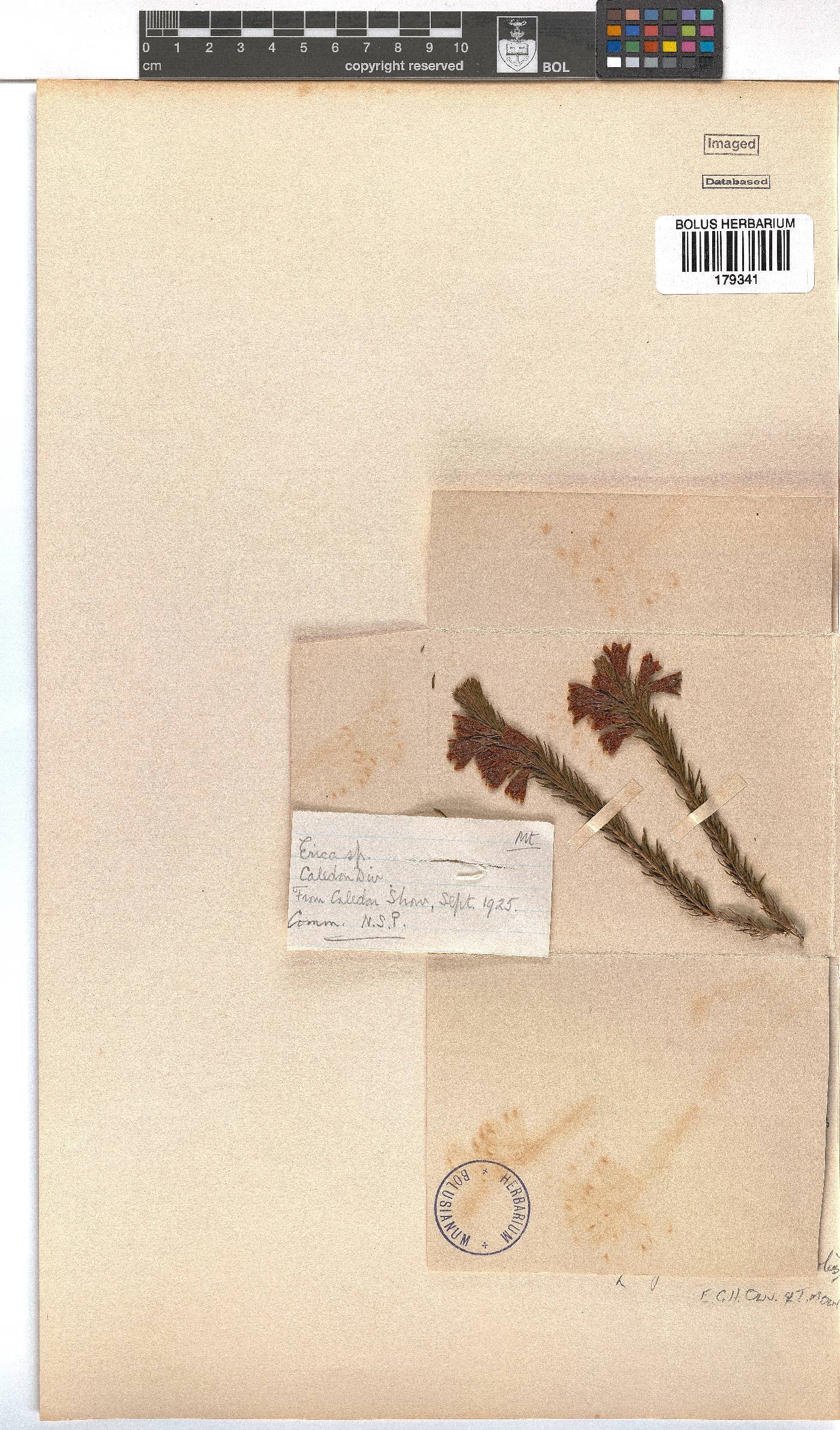 Erica viscaria subsp. gallorum image