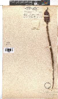 Erica viscaria subsp. gallorum image