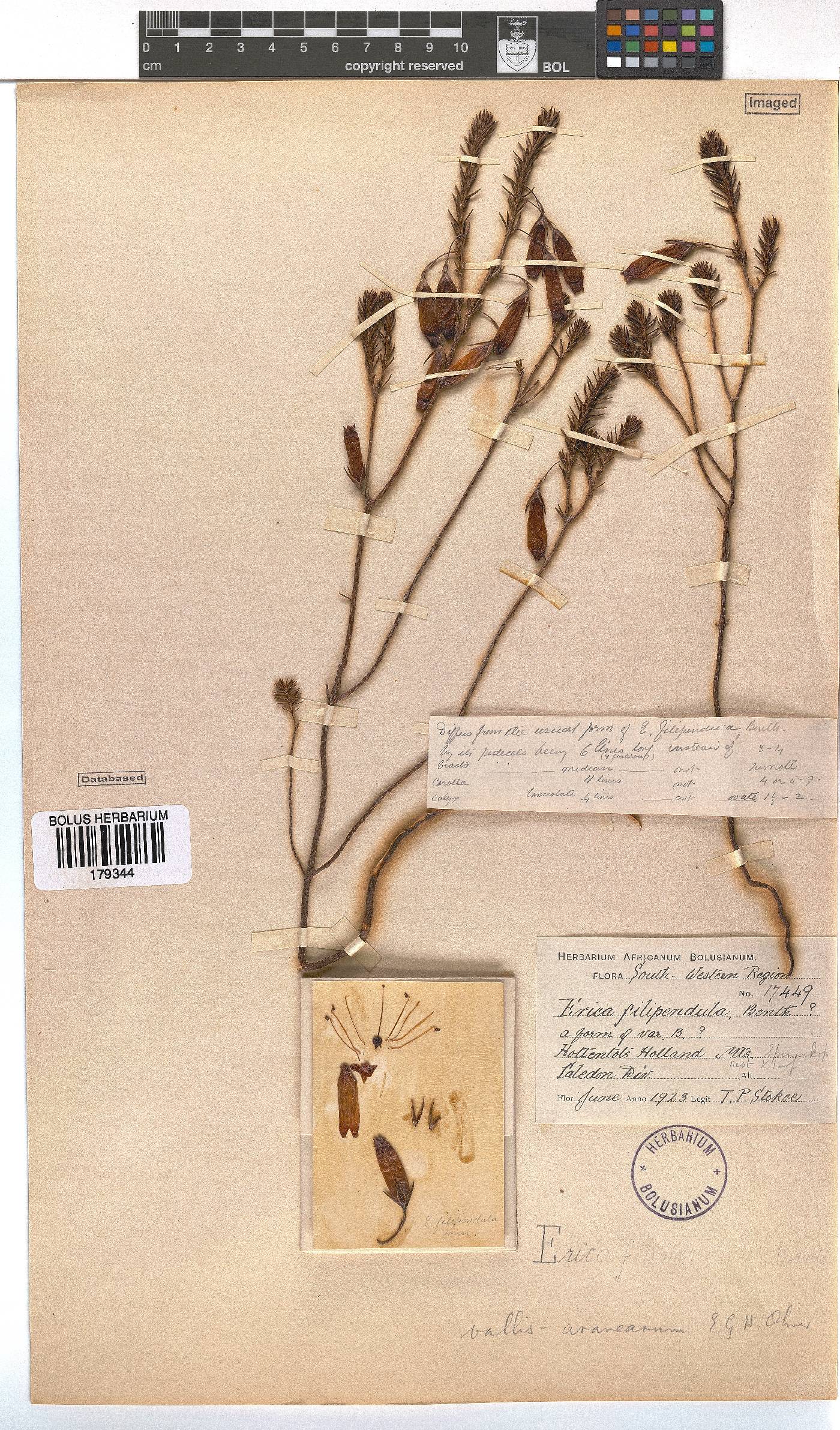 Erica vallis-aranearum image