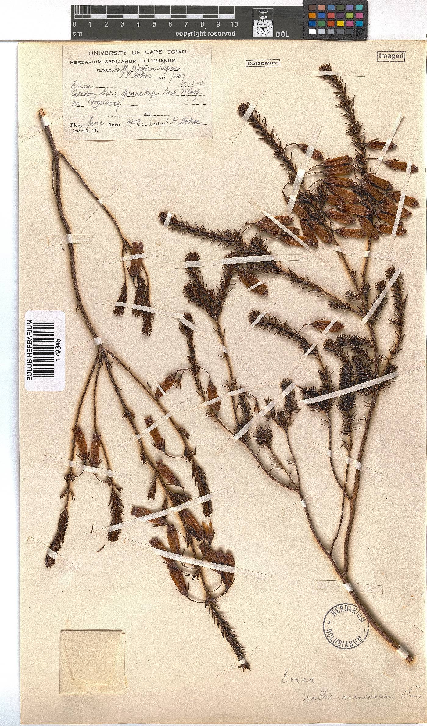 Erica vallis-aranearum image