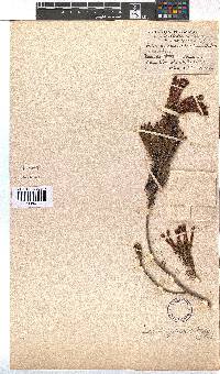 Erica quadrisulcata image