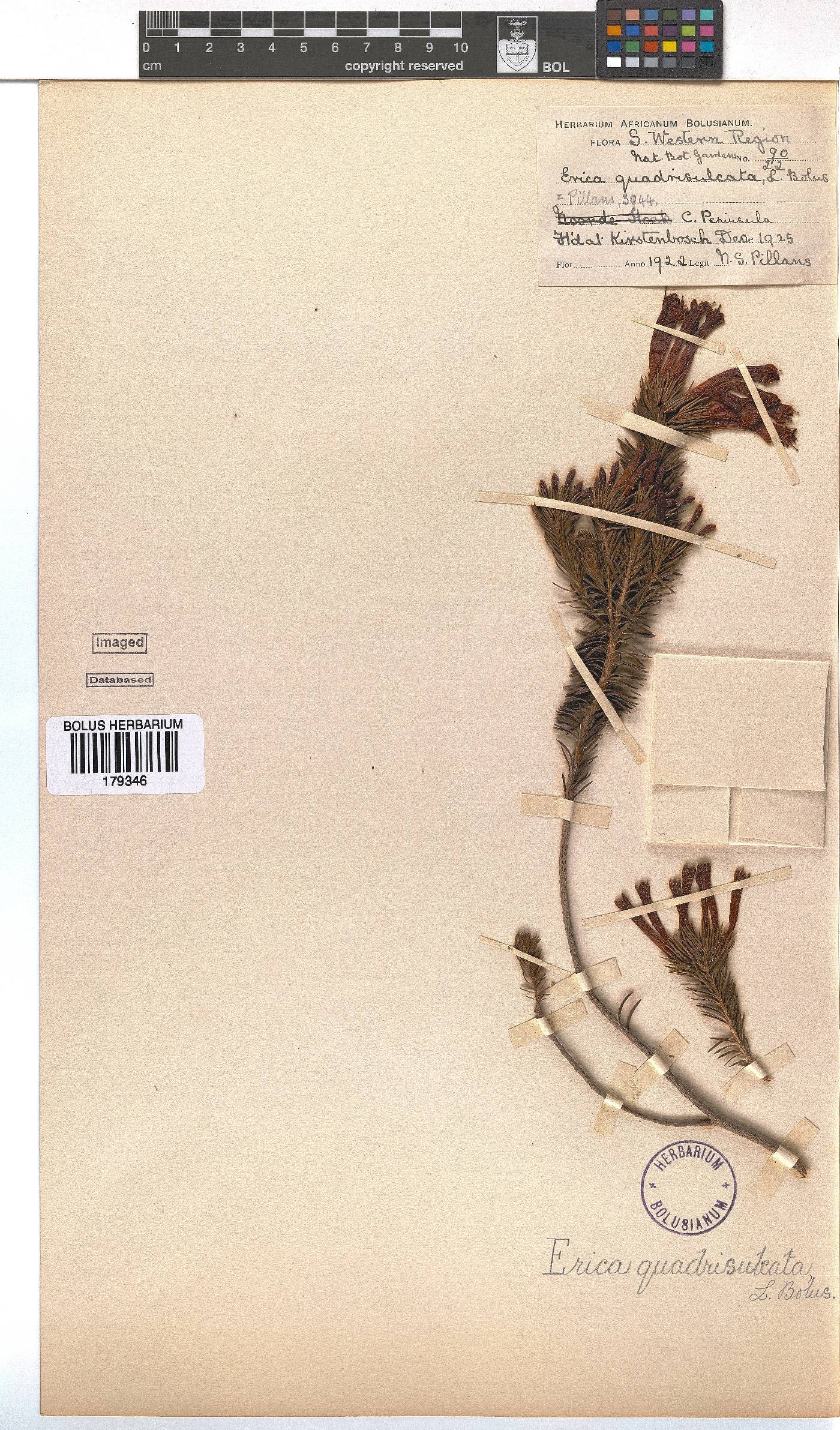 Erica quadrisulcata image