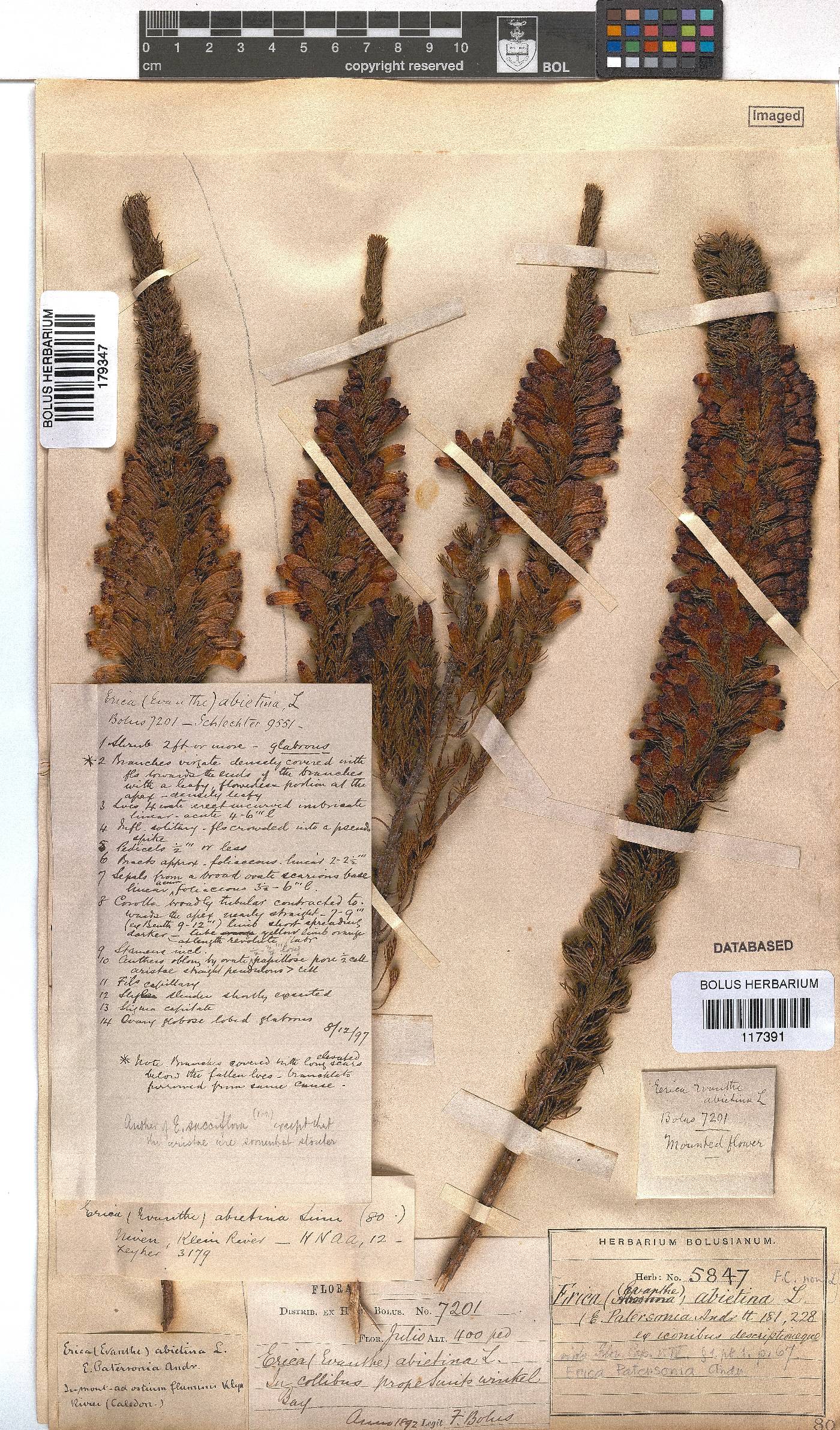 Erica viscaria subsp. pustulata image