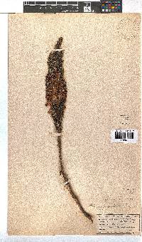 Erica viscaria subsp. pustulata image