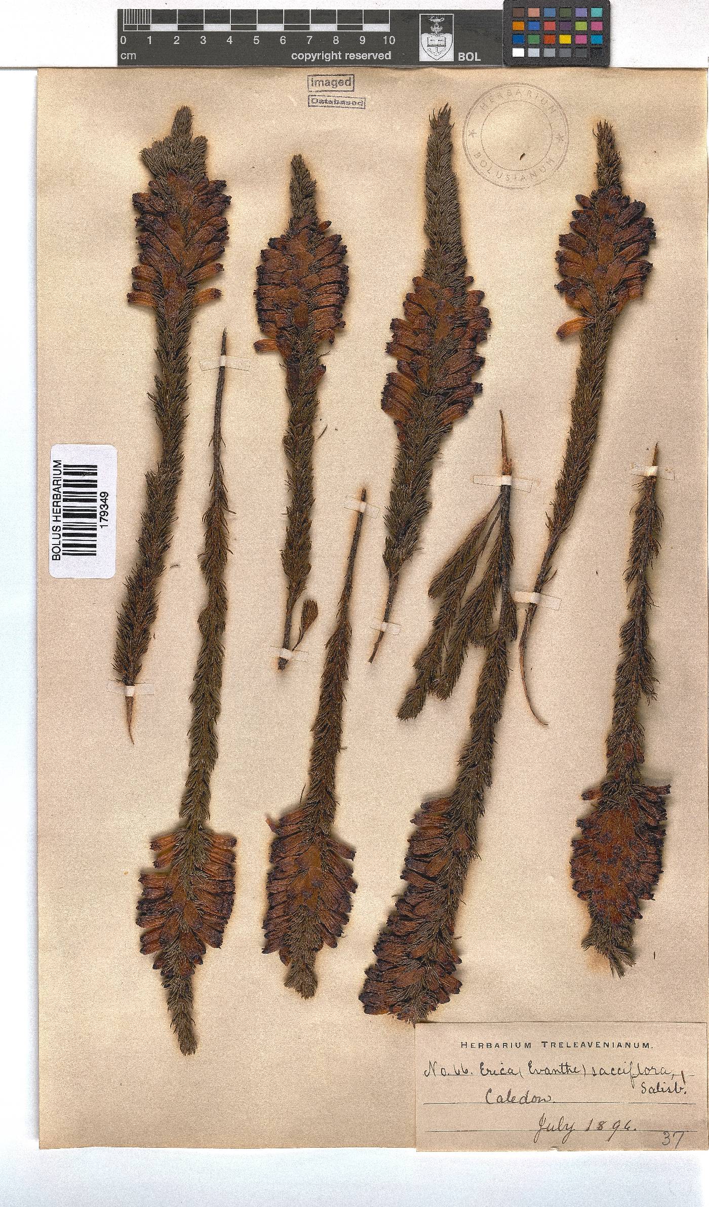 Erica viscaria subsp. pustulata image